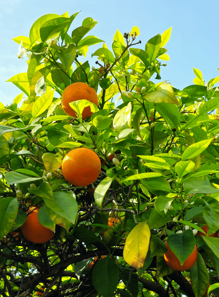 Orange tree